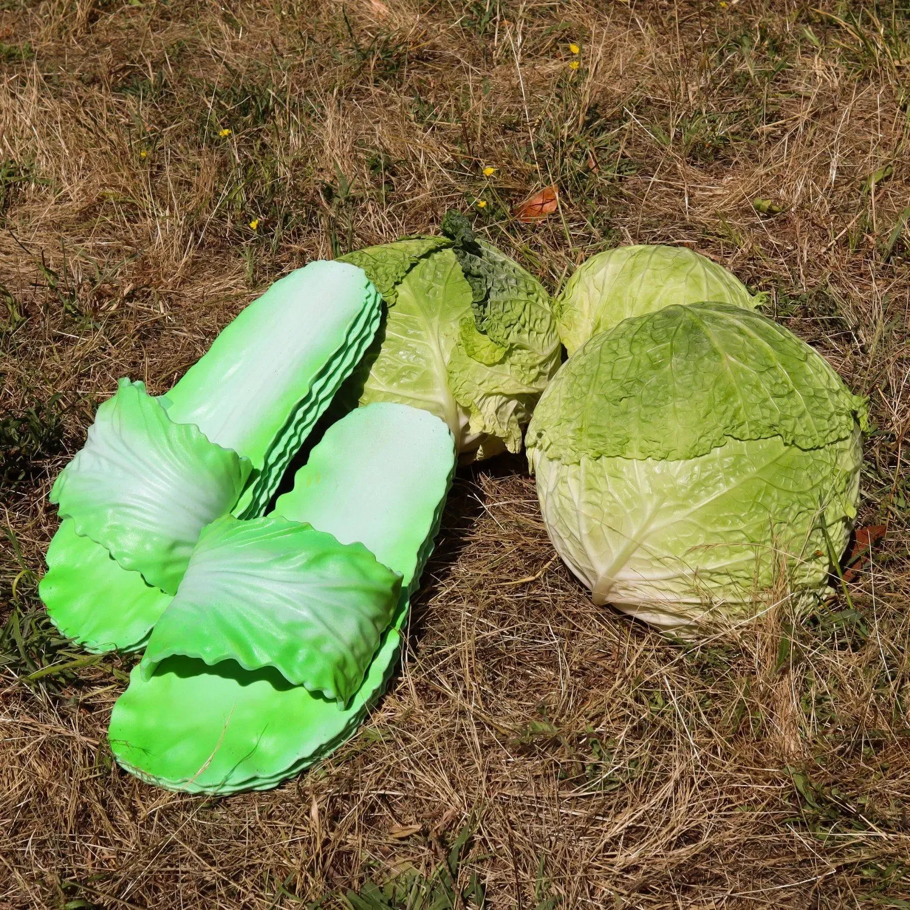 Coddies Cabbage Creepers